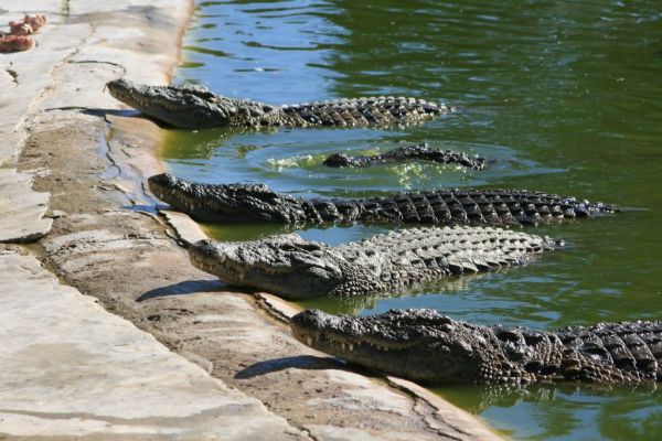 ferme-crocodiles