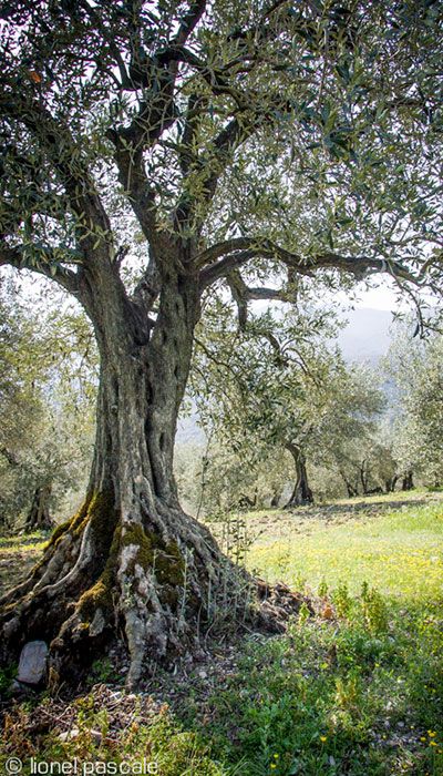 arbre drome provencale